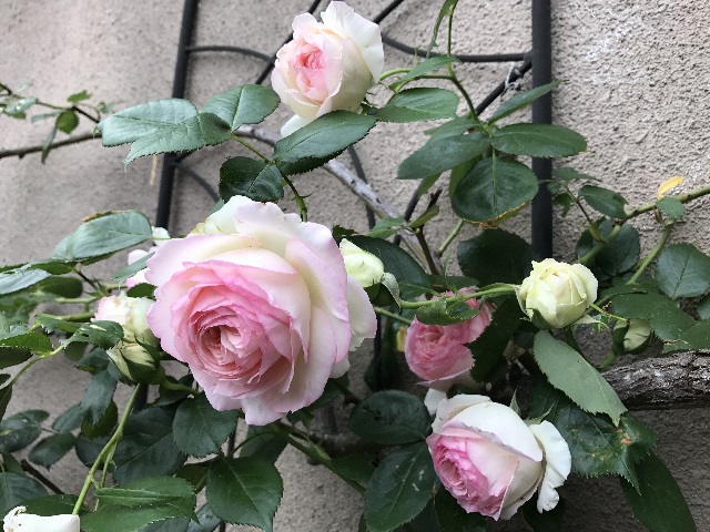ピエール ドゥ ロンサールが咲きました 鉢バラのある風景
