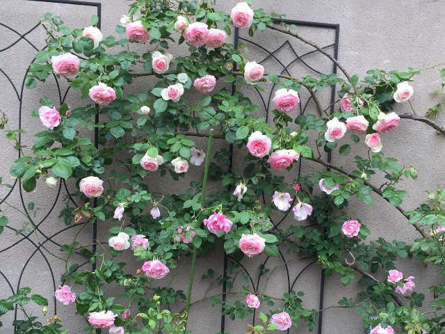 ピエール ドゥ ロンサールが咲きました 鉢バラのある風景
