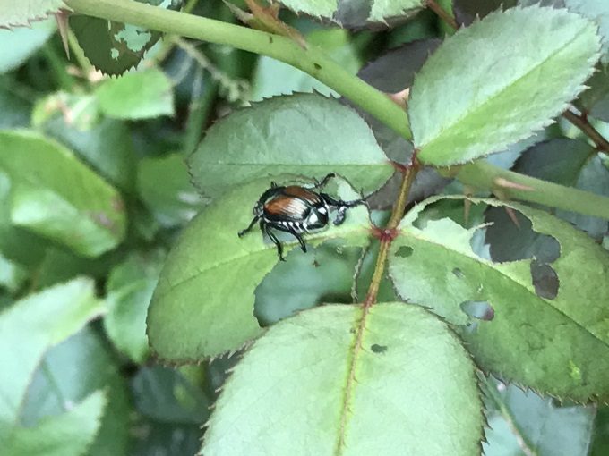 マメコガネの食害