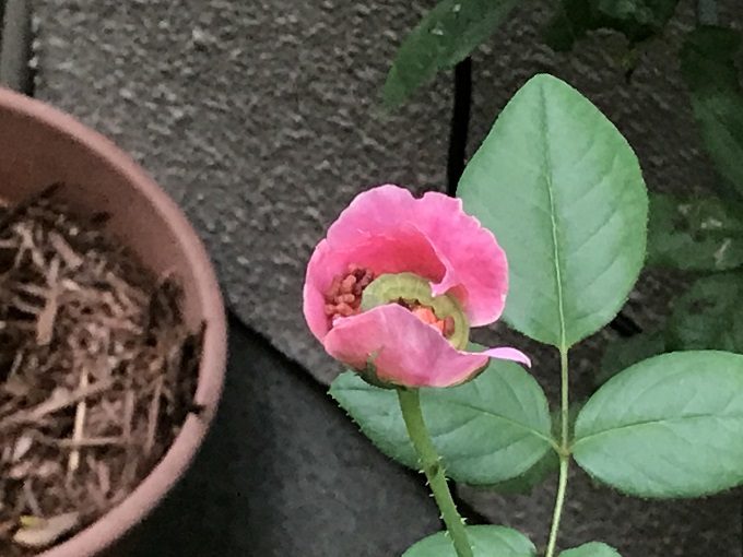 クロード・モネを食べつくす害虫