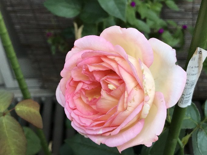 ペッシュ ボンボンの秋の花 鉢バラのある風景