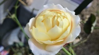 クロード モネ 鉢バラのある風景