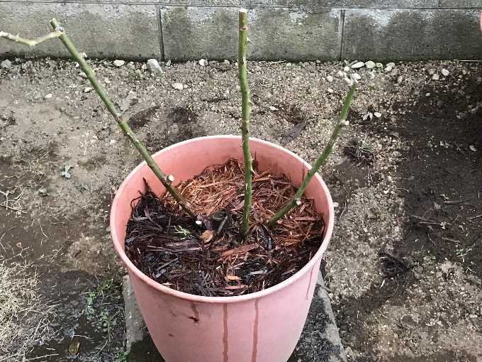 ラ ローズ ドゥ モリナールの植え替え 鉢バラのある風景