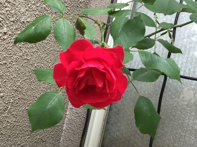 赤バラ