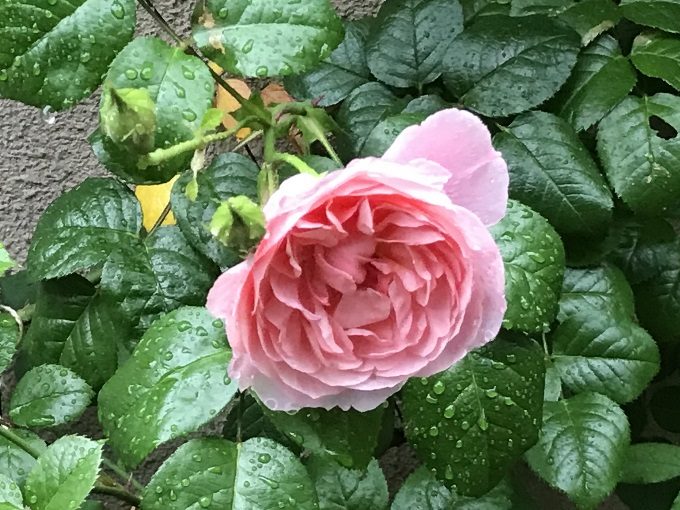 開花したストロベリーヒル