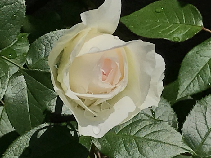 19年ボレロの剪定 鉢バラのある風景