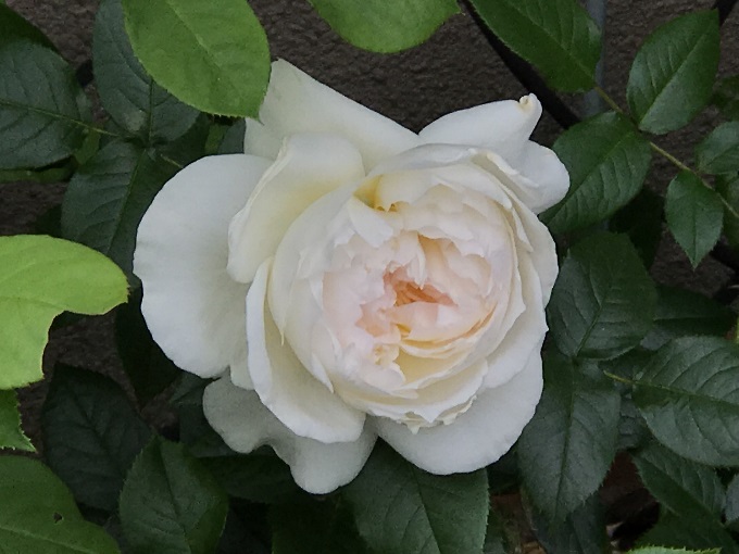 白バラのボレロ開花 18 鉢バラのある風景