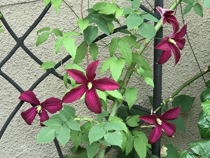 花付きが良いマダムジュリアコレボン