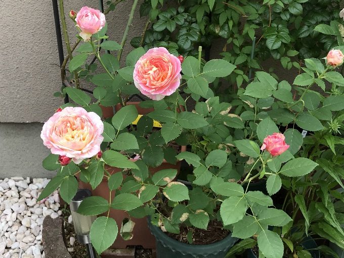 やっと開花したクロードモネ