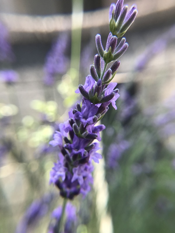 ラベンダーグロッソの花