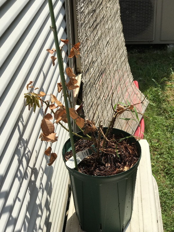 根腐れしたムンステッド ウッドの植え替え 鉢バラのある風景