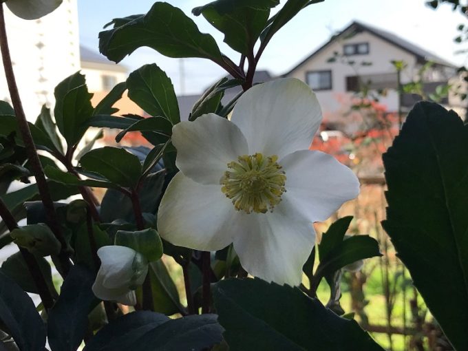 開花したニゲル "パウロ"