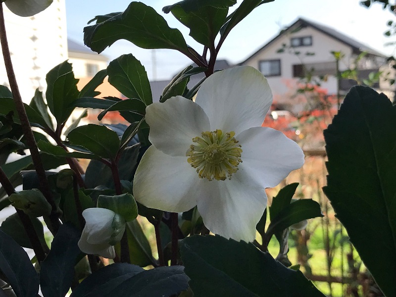 花の咲かないクリスマスローズの植え替え 鉢バラのある風景