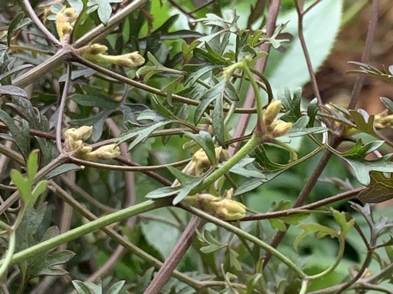 花芽をつけた2年目ムーンビーム