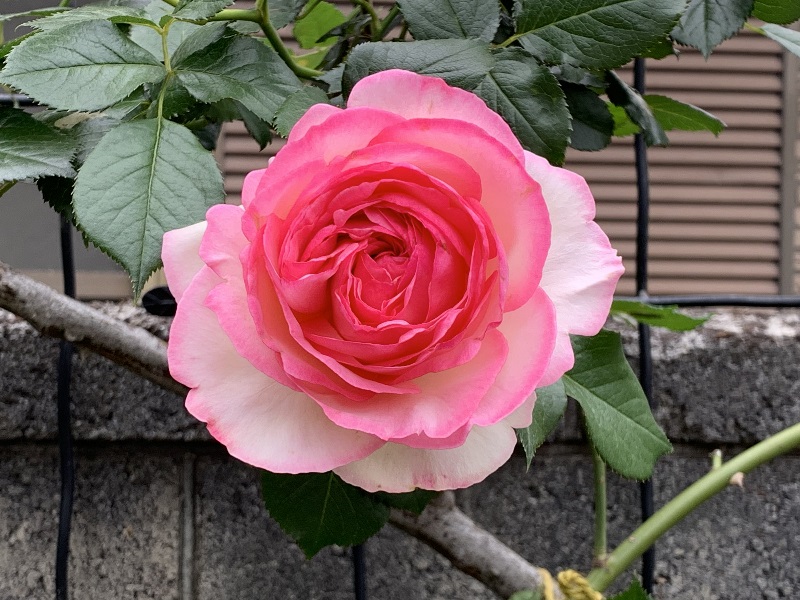 ピエール ドゥ ロンサールの開花 鉢バラのある風景