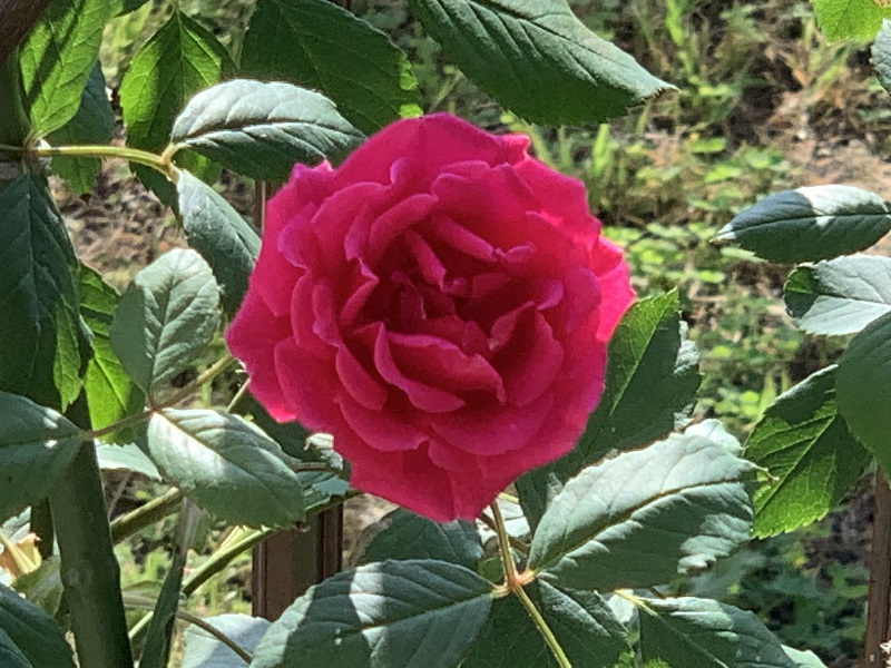 赤いつるバラの花