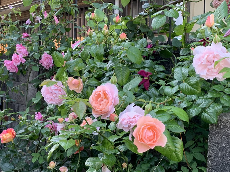 沢山の花をつけたストロベリーヒル