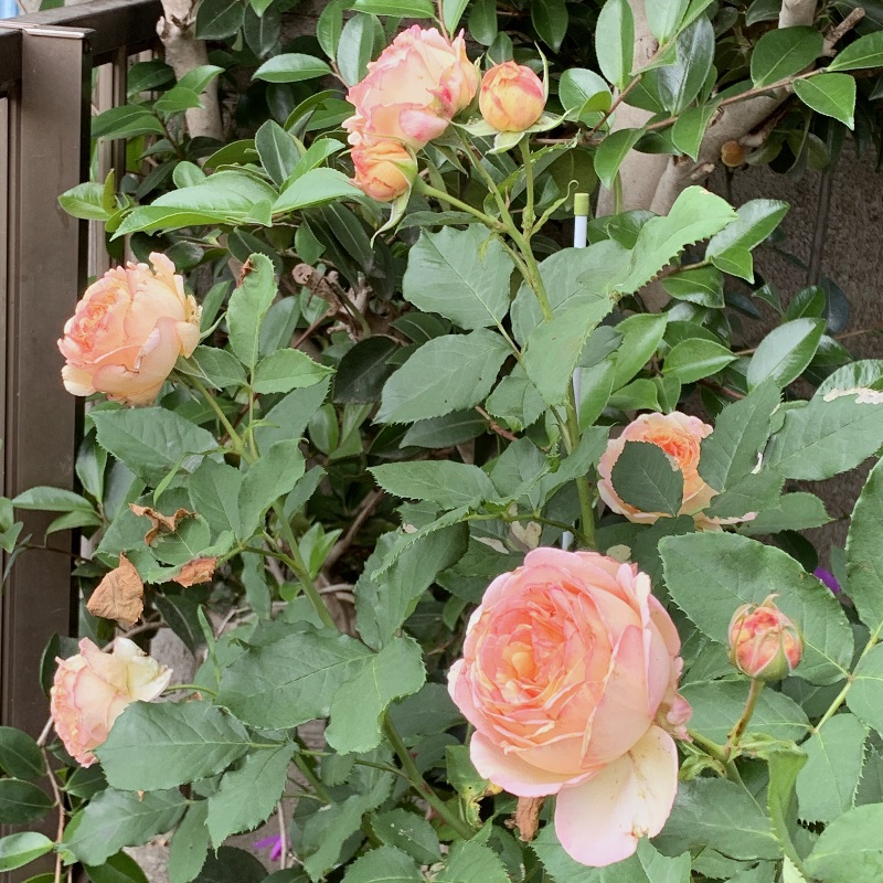 ペッシュ ボンボンの開花 鉢バラのある風景