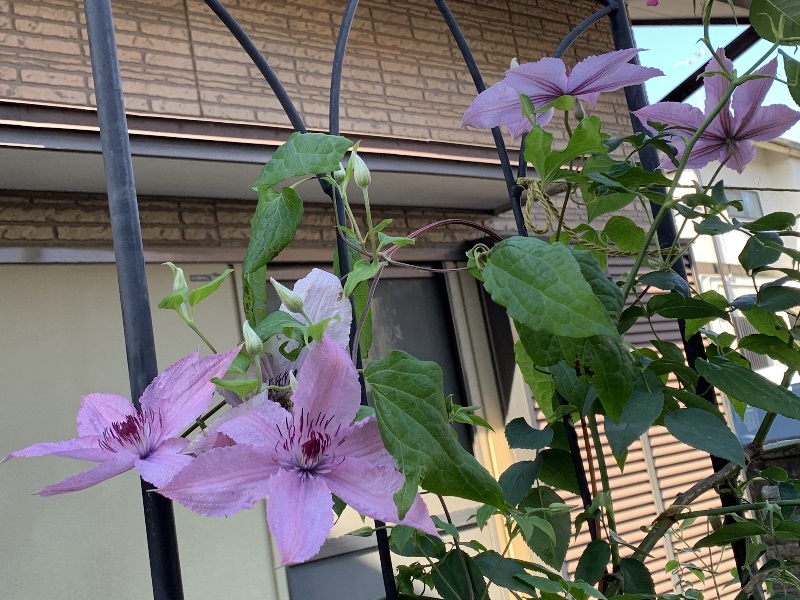 開花したハーグレイハイブリッド