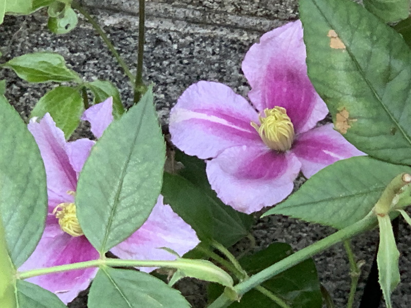 パテンス系ピールの開花 鉢バラのある風景