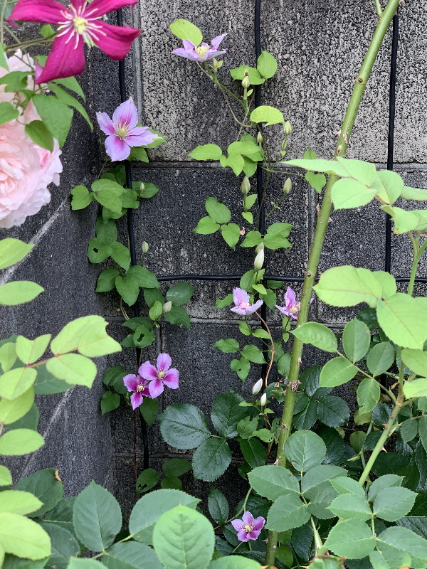 パテンス系ピールの開花 鉢バラのある風景