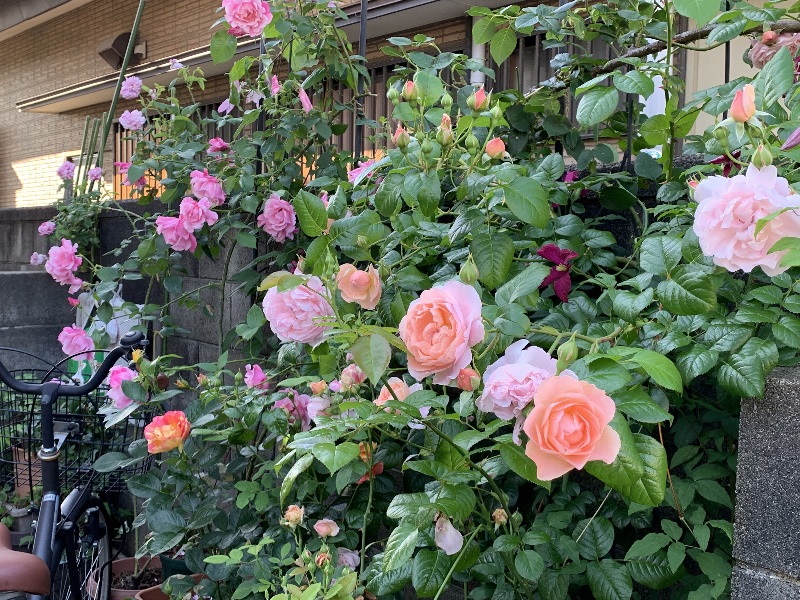 2019年5月23日の庭