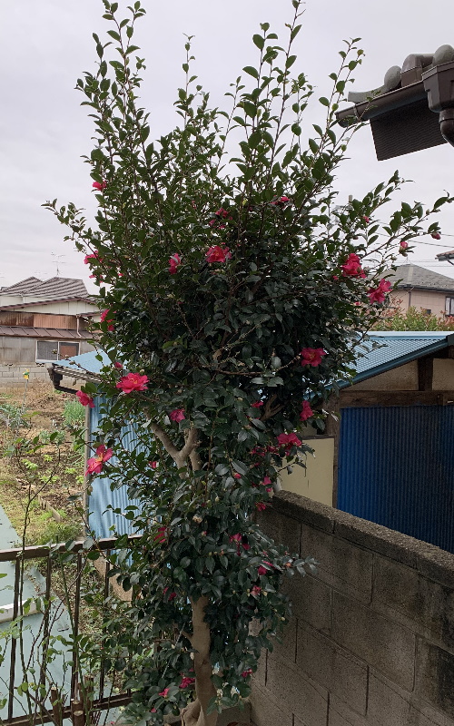 開花した山茶花