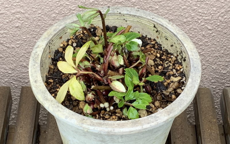 一向に花芽が上がらないニゲル