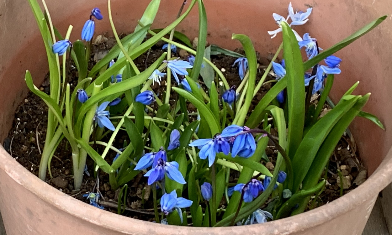 開花したシラーシベリカ