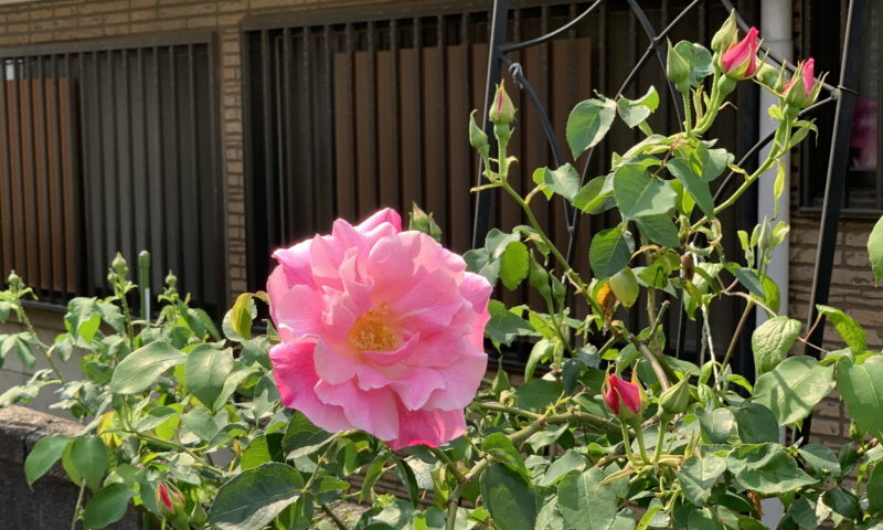 開花したスパニッシュビューティー