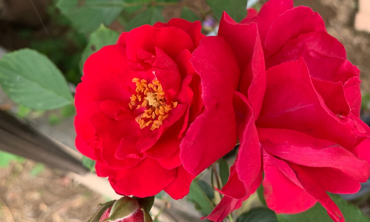 赤いつるバラの開花 鉢バラのある風景