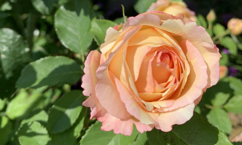 ペッシュ ボンボンの開花 鉢バラのある風景