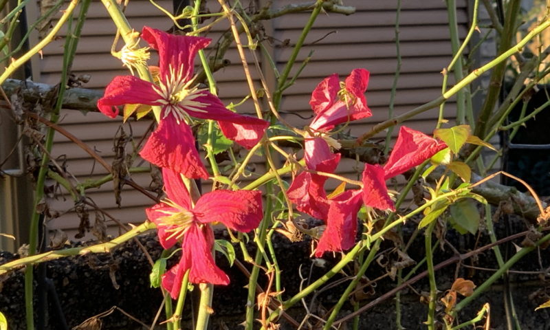 朝日に輝くマダムジュリアコレボンの三番花