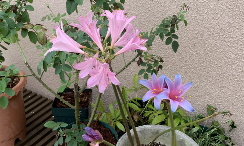 開花したリコリススプレンゲリ