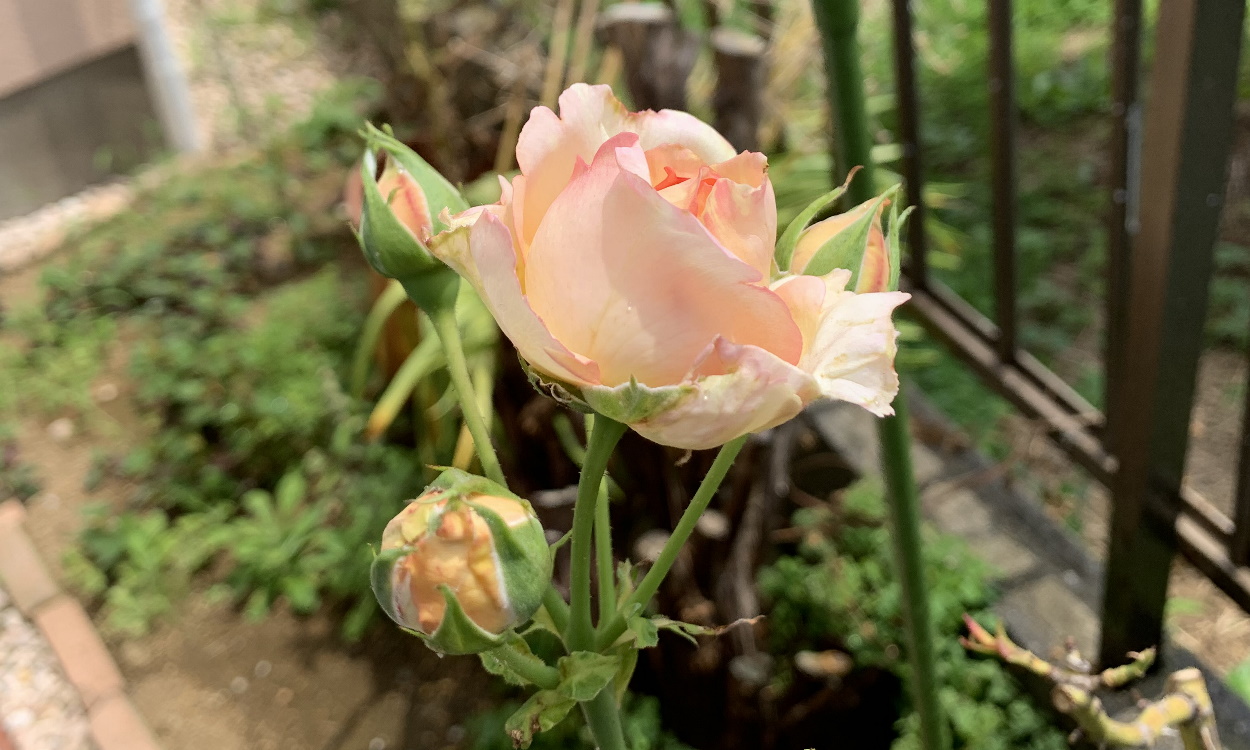 ペッシュ ボンボンの開花 21 鉢バラのある風景