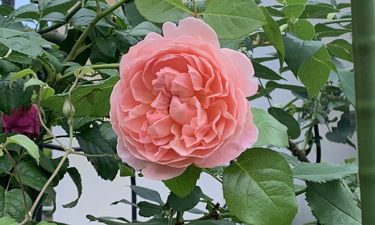 ロゼット咲きのストロベリーヒル
