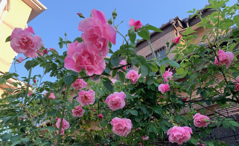 たくさんの花をつけたスパニッシュビューティー