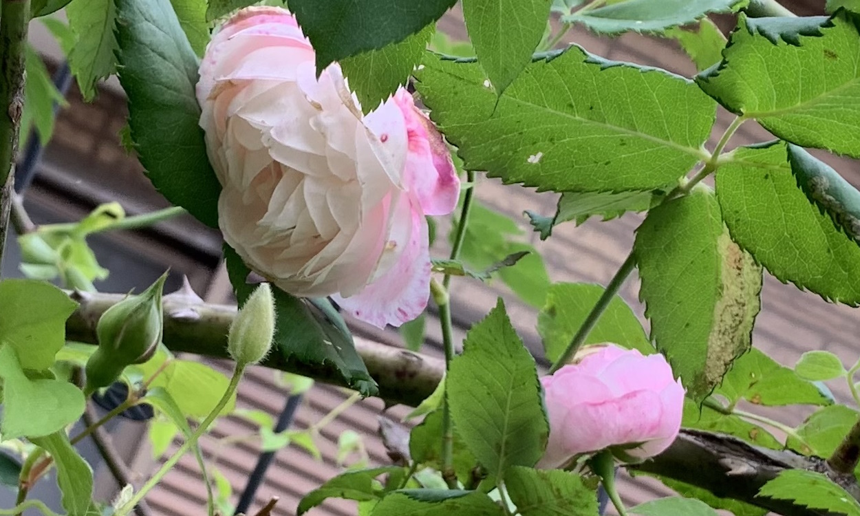 開花したマダムピエールオジェ