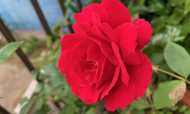 開花した赤いつるバラ