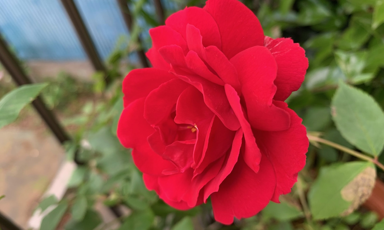 開花した赤いつるバラ