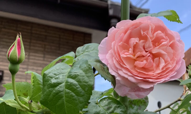 ストロベリーヒルの花と蕾