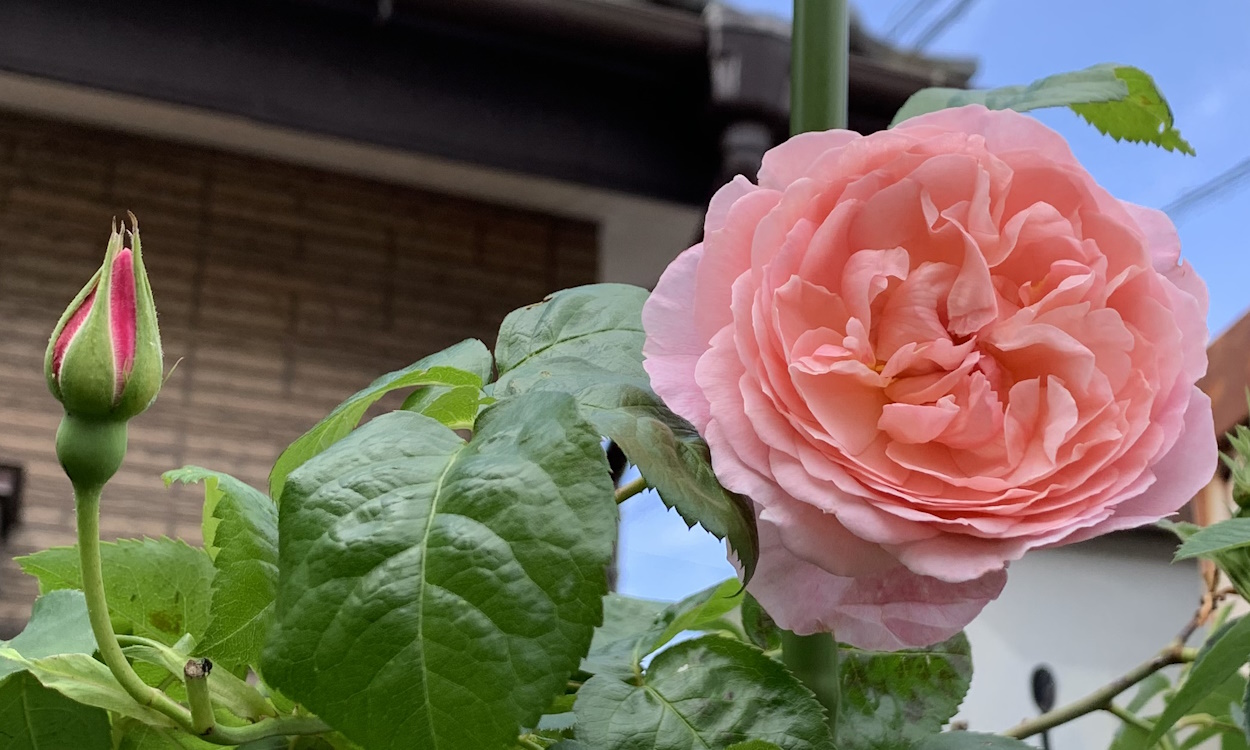 ストロベリーヒルの花と蕾