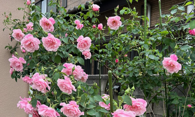 開花したスパニッシュビューティー