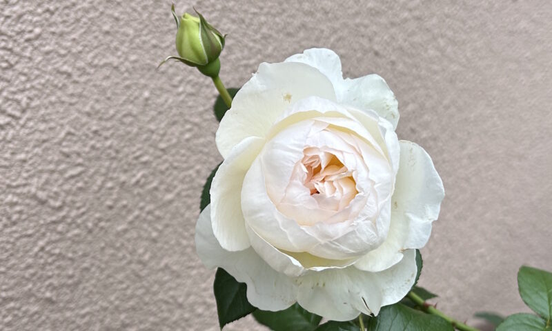 開き始めのボレロ