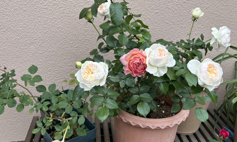 開花したボレロ
