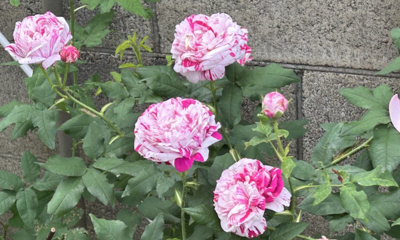 開花したヴァリエガータディボローニャ