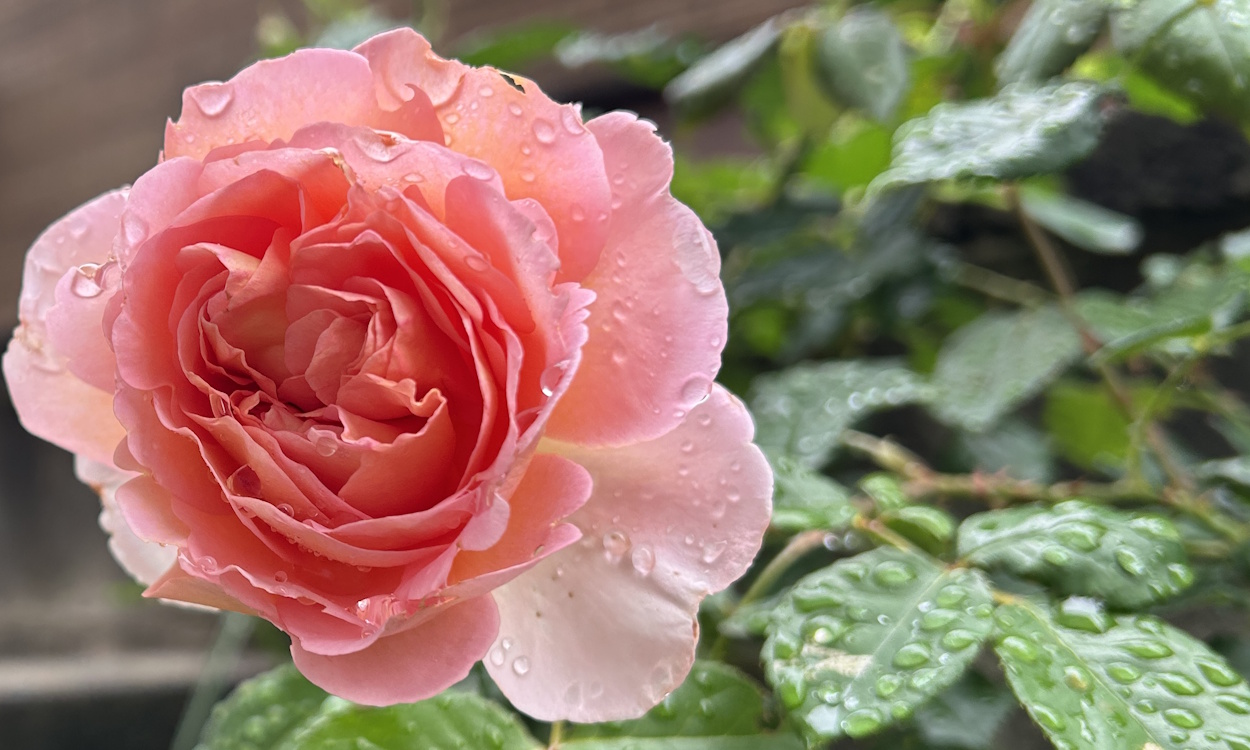 雨に濡れたアブラハムダービー