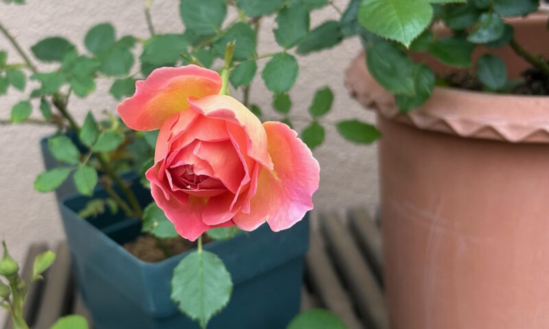 開き始めたジュビリーセレブレーション