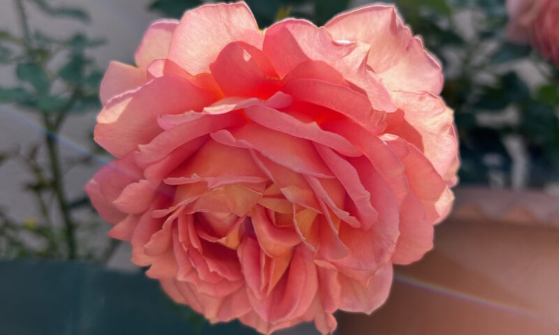 開花したジュビリーセレブレーション
