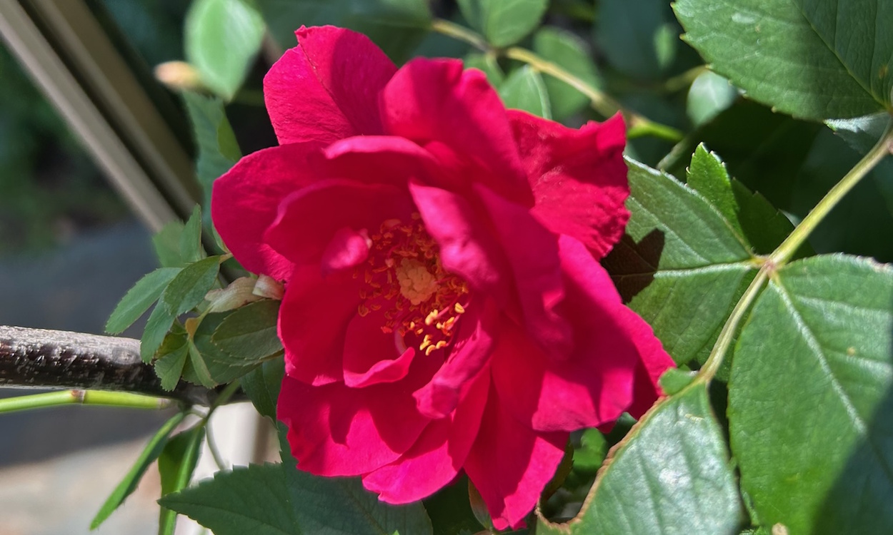開花した赤いつるバラ